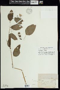 Impatiens pallida image