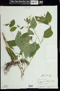 Impatiens pallida image