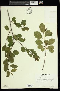 Frangula alnus image