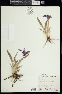 Iris pumila image