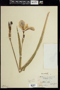 Iris versicolor image