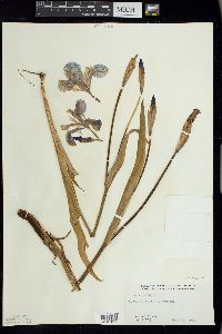 Iris versicolor image