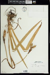 Iris versicolor image