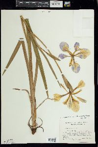 Iris virginica image