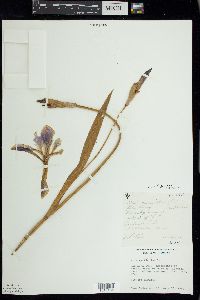 Iris virginica image