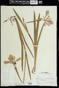 Iris virginica image