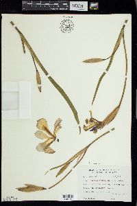 Iris virginica image