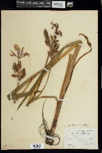 Iris virginica image