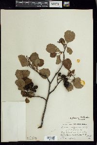 Alnus glutinosa image