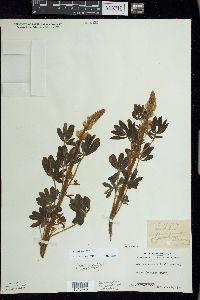 Lupinus perennis subsp. perennis image