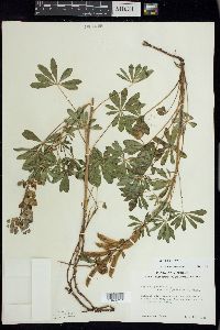 Lupinus perennis subsp. perennis image