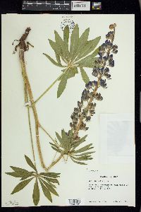 Lupinus polyphyllus image