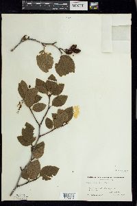 Alnus viridis image