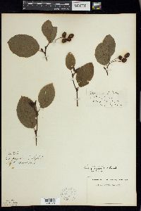 Alnus viridis image