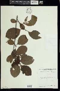 Alnus incana image