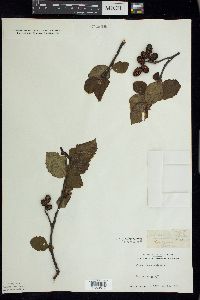 Alnus incana image