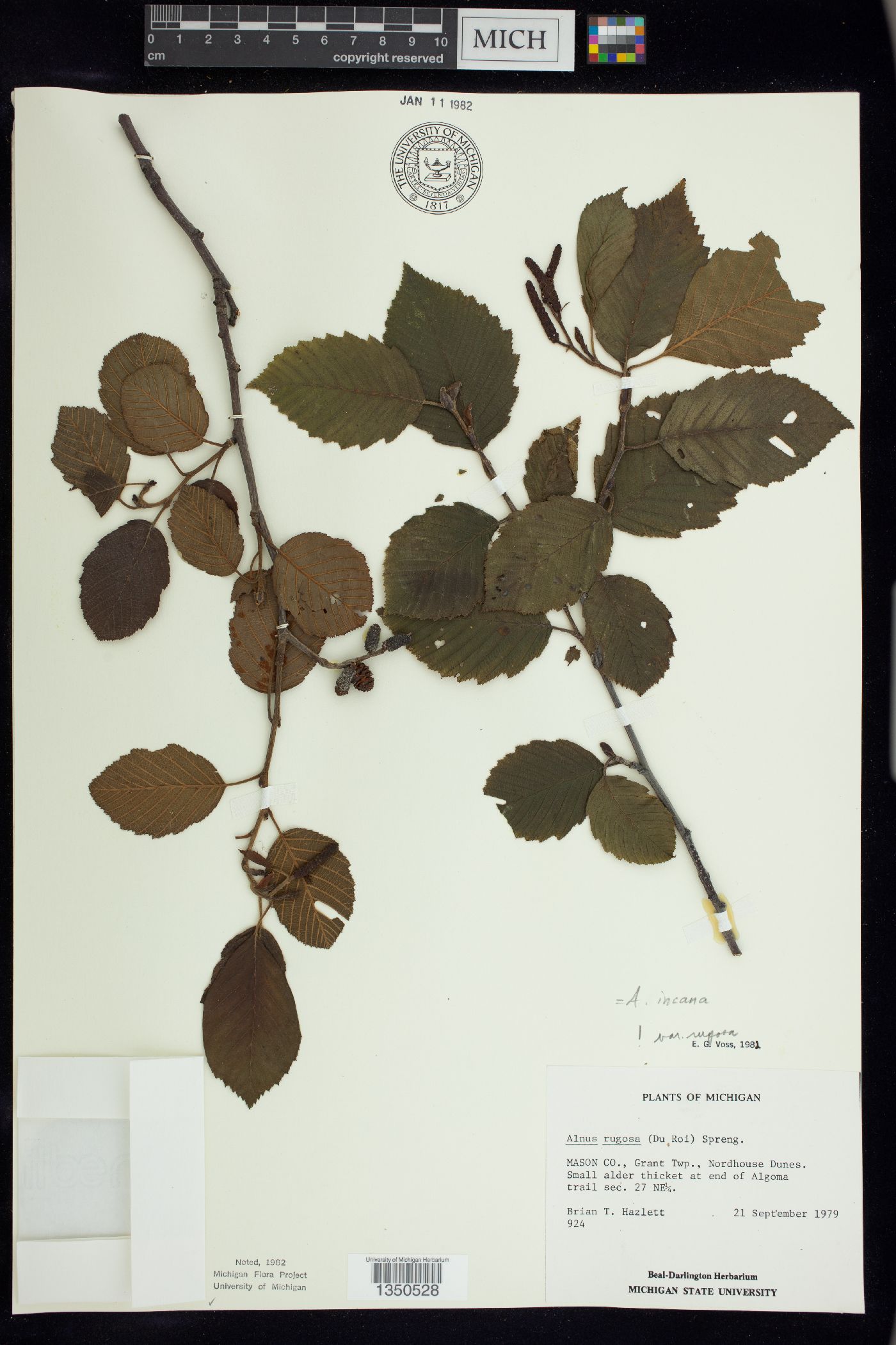 Alnus incana subsp. rugosa image