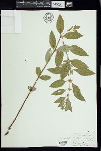 Mentha canadensis image