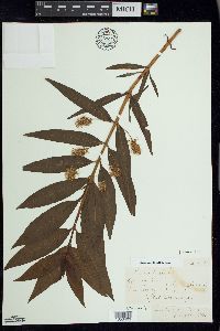 Lysimachia thyrsiflora image