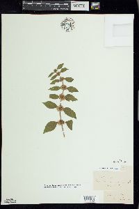 Mentha canadensis image