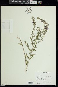 Lythrum alatum image