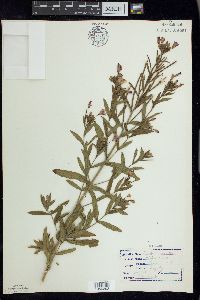 Epilobium hirsutum image