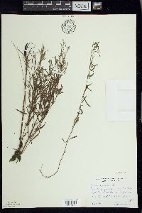 Epilobium leptophyllum image