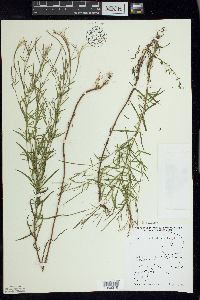 Epilobium leptophyllum image