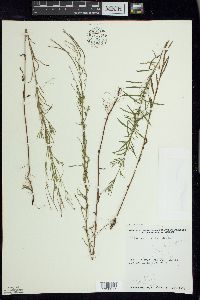 Epilobium leptophyllum image