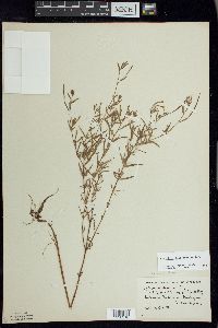 Epilobium leptophyllum image