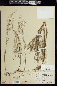 Epilobium leptophyllum image