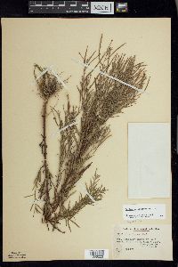 Epilobium leptophyllum image