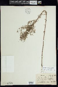 Epilobium leptophyllum image