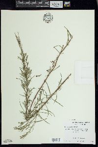 Epilobium leptophyllum image