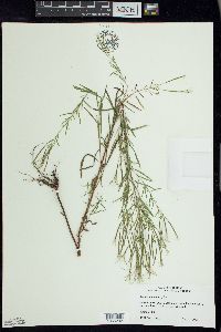 Epilobium leptophyllum image