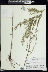 Epilobium leptophyllum image