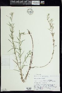 Epilobium leptophyllum image