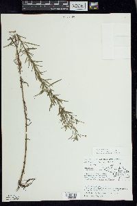 Epilobium leptophyllum image