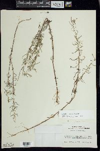 Epilobium leptophyllum image