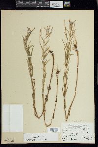 Epilobium leptophyllum image