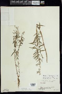 Epilobium leptophyllum image