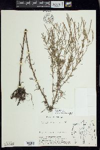 Epilobium leptophyllum image