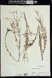 Epilobium leptophyllum image