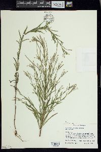 Epilobium leptophyllum image