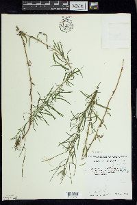 Epilobium leptophyllum image