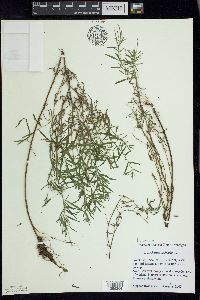 Epilobium leptophyllum image