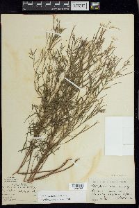 Epilobium leptophyllum image