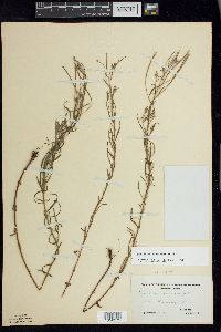 Epilobium leptophyllum image