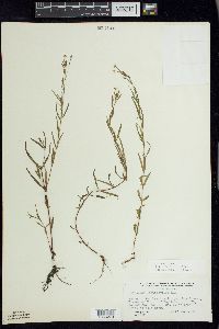 Epilobium leptophyllum image