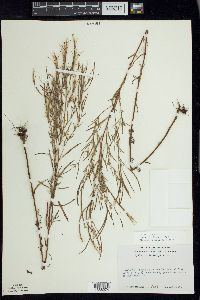 Epilobium leptophyllum image